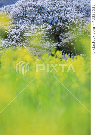 A rape field and Kurogane's Edhigan cherry blossoms 43325533