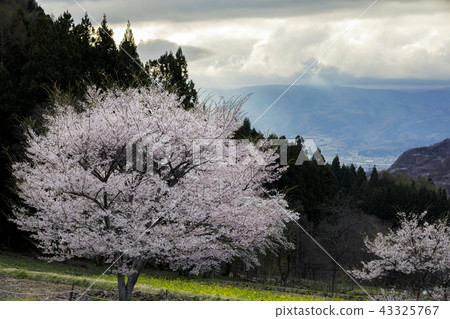 櫻花的風景 櫻花的風景 43325767