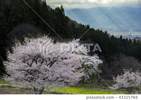 櫻花的風景 櫻花的風景 43325768