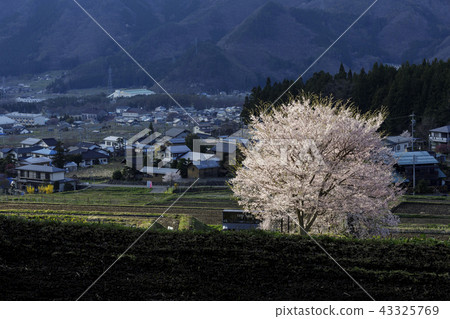 Scenery with cherry blossoms Scenery with cherry blossoms 43325769