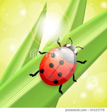 Ladybug an a blade of grass, illustration Ladybug an a blade of grass, illustration 43325779