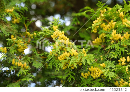 Young fruit of Ooi hiba Young fruit of Ooi hiba 43325842