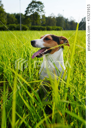Adorable dog heavily breathing on grass 43325915