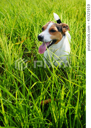 Adorable dog heavily breathing on grass 43325919