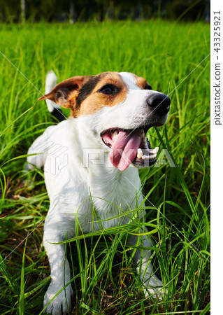 Cute dog lying on grass 43325921