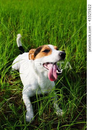 Cute dog lying on grass 43325922