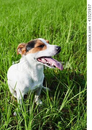 Adorable dog heavily breathing on grass Adorable dog heavily breathing on grass 43325937