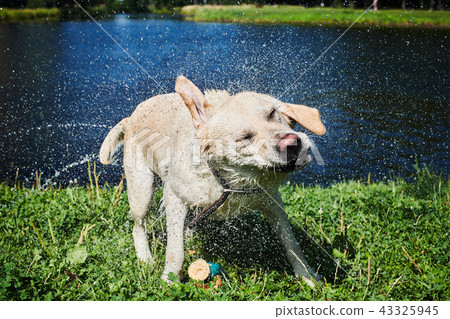 Funny dog shaking off water Funny dog shaking off water 43325945