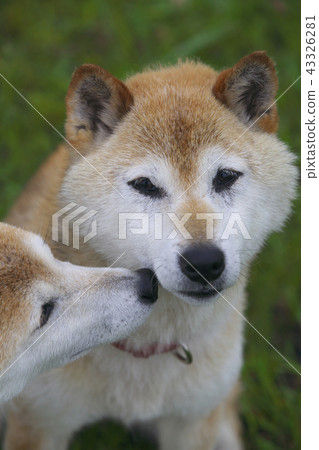 Friendly Shiba Inu Friendly Shiba Inu 43326281