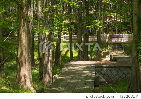 水杉行在Toyonaka，Senri Higashicho公園，大阪縣 43326317