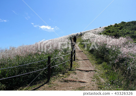新星 新星 43326326