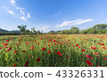 Poppy field 43326331