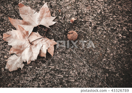 Oriental plane leaves and fruit lay on ground Oriental plane leaves and fruit lay on ground 43326789