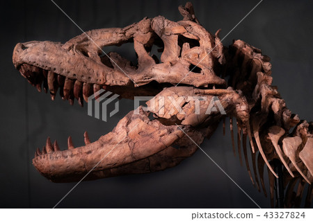 化石暴龍 43327824
