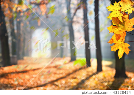 Autumn colonade with a gateway and yellow blades. 43328434