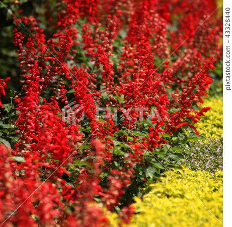 Flower Flower 43328440