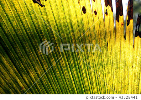 Green leaf Green leaf 43328441