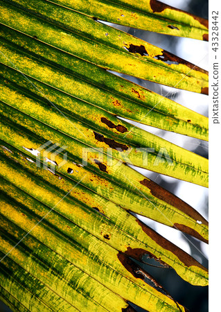 Green leaf Green leaf 43328442