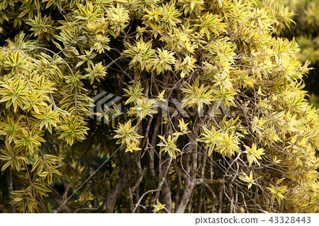 Green leaf Green leaf 43328443