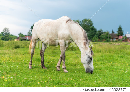 White mare on pastures, cloudy weather White mare on pastures, cloudy weather 43328771