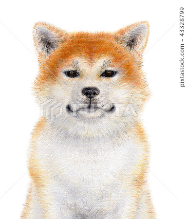 Akita dog  43328799