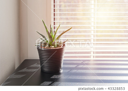 Plant in small pot on background of window with blinds 43328853