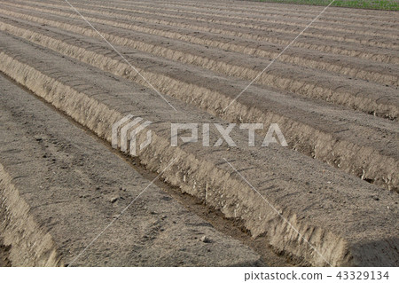 Ridges of fields Ridges of fields 43329134