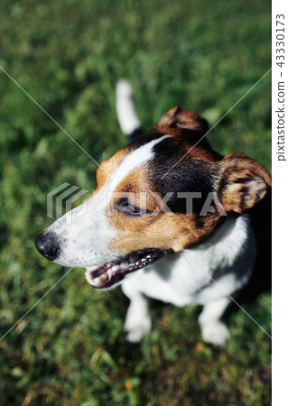 Funny dog sitting in park 43330173