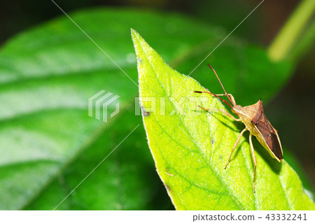 Hari bug Hari bug 43332241