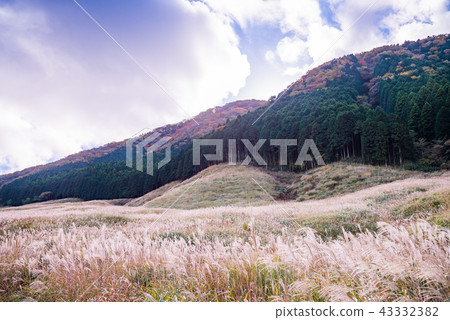 （神奈川縣）仙石原Susuki草原 43332382