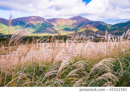（神奈川縣）仙石原Susuki草原 43332383