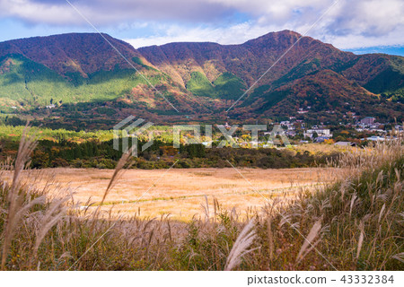 (神奈川縣)仙石原Susuki草原 (神奈川縣)仙石原Susuki草原 43332384