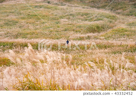 (神奈川縣)仙石原Susuki草原 (神奈川縣)仙石原Susuki草原 43332452
