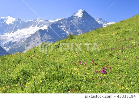 Eiger and Jungfrau from the flower field 43333194