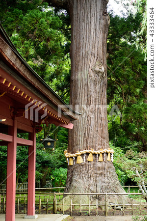宮城縣Okami Kisugi Kashiwa Shrine 43333464
