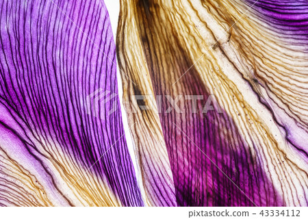 iris petals closeup 43334112