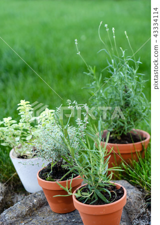 herbs in pots 43334114