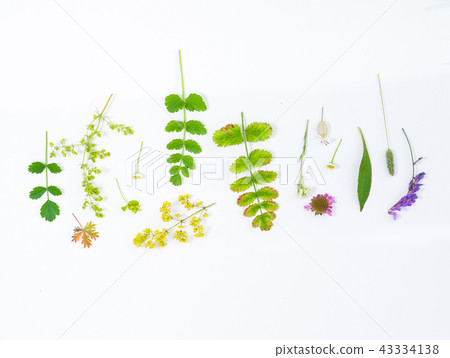 nature composition nature composition 43334138