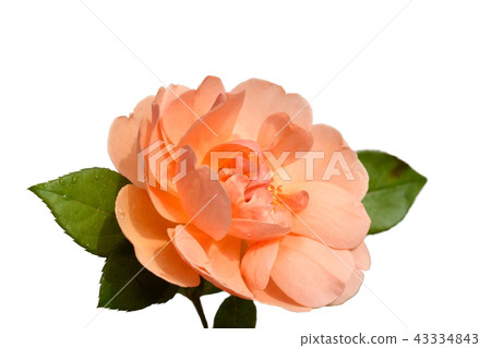 One rose flower, Pat Austin. White background One rose flower, Pat Austin. White background 43334843