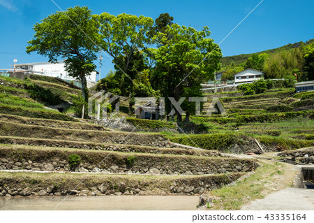 小豆島(香川縣)-Nakayama Senmaida 小豆島(香川縣)-Nakayama Senmaida 43335164