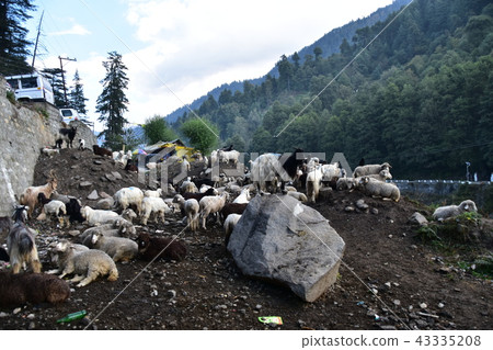Himalayan mountain city Manali sheep and goat flock in India 43335208
