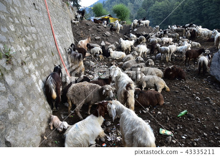 Himalayan mountain city Manali sheep and goat flock in India 43335211