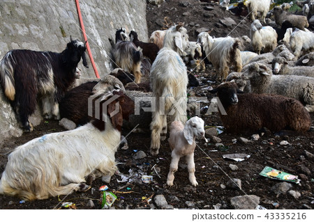 Himalayan mountain city of India Manali sheep and goats flock cute goat baby 43335216