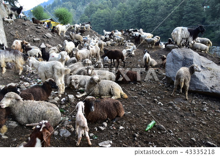 Himalayan mountain city Manali sheep and goat flock in India 43335218