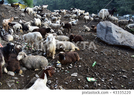 Himalayan mountain city Manali sheep and goat flock in India 43335220