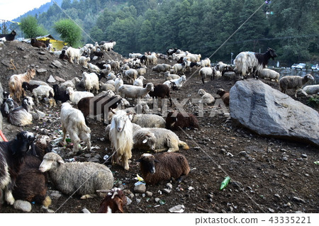 喜馬拉雅山城市Manali綿羊和山羊在印度聚集 喜馬拉雅山城市Manali綿羊和山羊在印度聚集 43335221