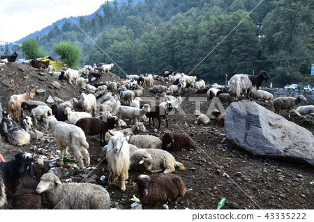 喜馬拉雅山城市Manali綿羊和山羊在印度聚集 43335222
