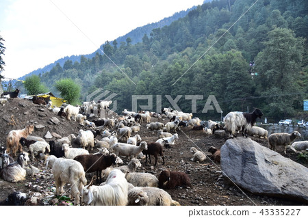 Himalayan mountain city Manali sheep and goat flock in India 43335227