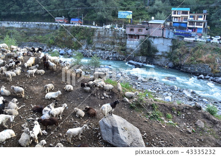 Himalayan mountain city of India Manali sheep and goats flock mountain road and river flowing in the city Himalayan mountain city of India Manali sheep and goats flock mountain road and river flowing in the city 43335232
