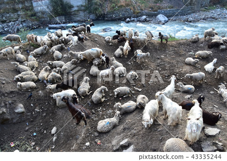喜馬拉雅山城市Manali綿羊和山羊在印度聚集 喜馬拉雅山城市Manali綿羊和山羊在印度聚集 43335244